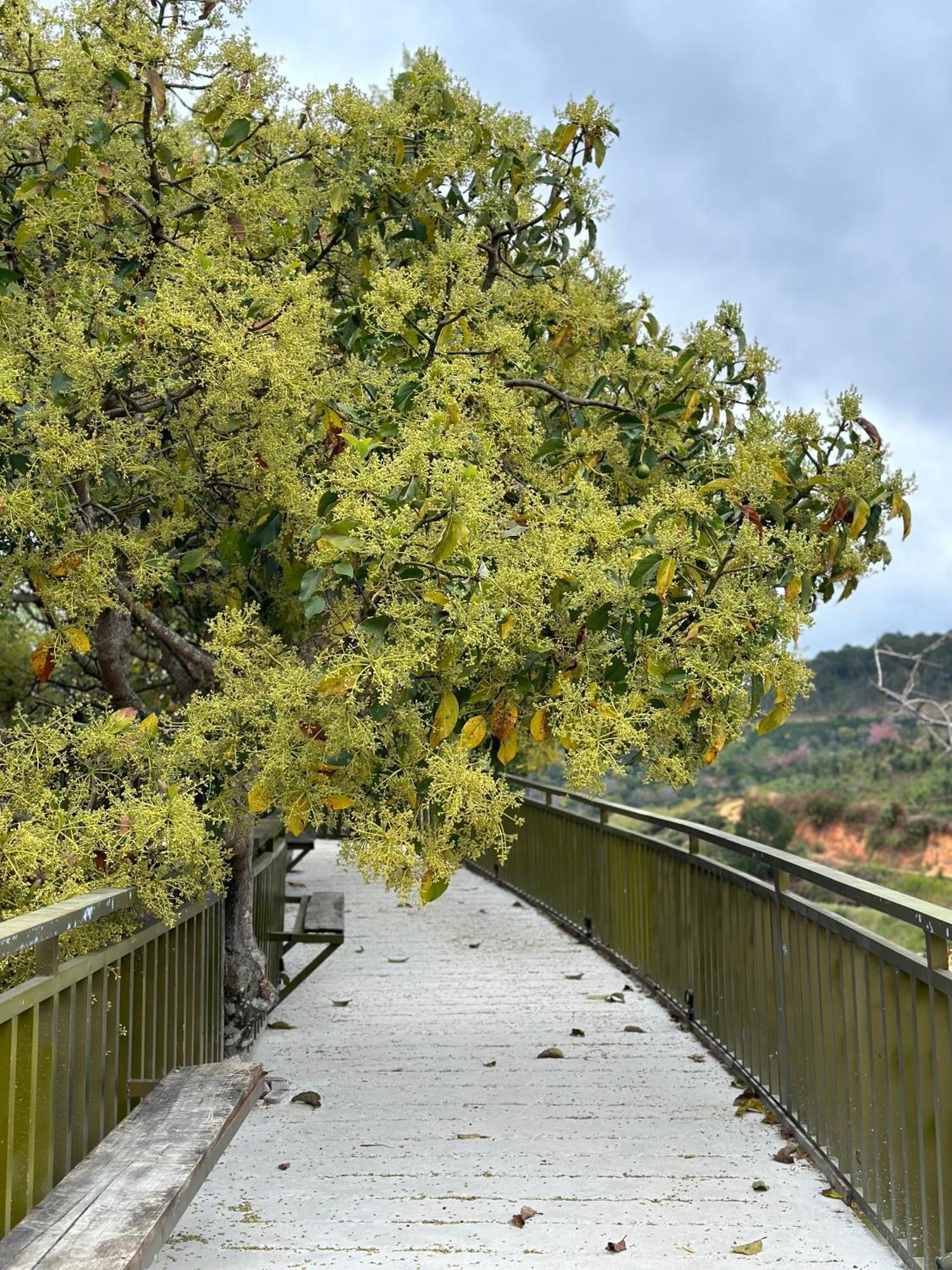 Moc Tra Farm Villa Xuan Truong Dış mekan fotoğraf